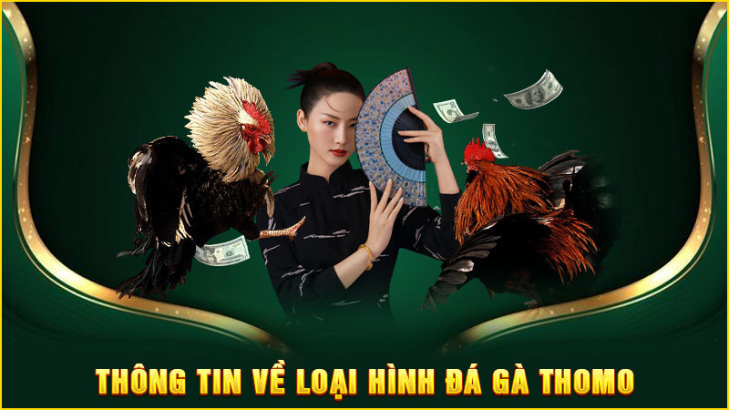 thông tin về loại hình đá gà thomo
